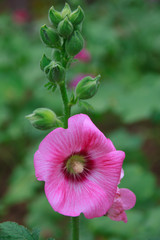 Stock Photo - Flower