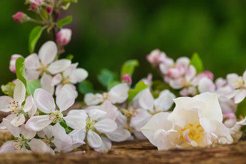 Apfelblüten und Tulpe auf Holz