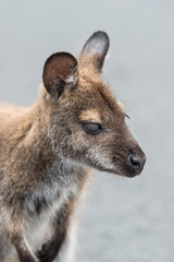 Bennetts Wallaby