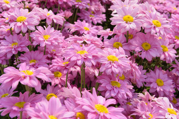 chrysanthemums