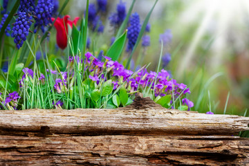 Frühlingsblumen hinter Holzbrett