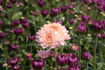 Obraz premium chrysanthemums