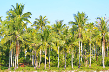 Fototapeta na wymiar Coconut Trees Under Blue Sky