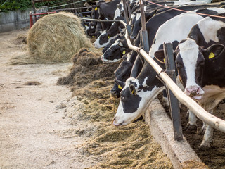 Kühe im Stall
