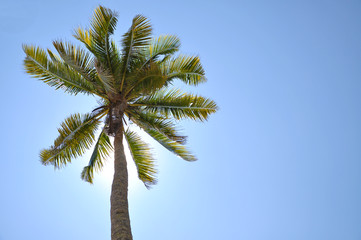 Obraz na płótnie Canvas Coconut Tree Under Blue Sky With Copy Space Area.