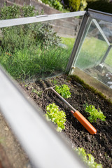 garden work in a little greenhouse