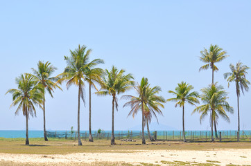 Fototapeta na wymiar Coconut trees under blue sky at the beach of south china sea