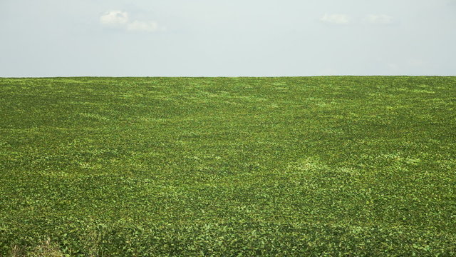 Field of green buckwheat