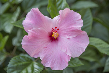 A pink hibiscus shows its brilliant center