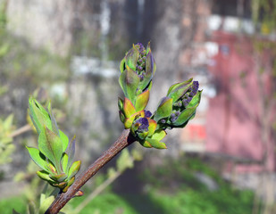 Lilac branch with buds against a lawn in front of the house
