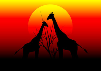 giraffes in Africa and sunset