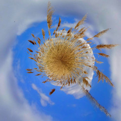 Kleiner Planet mit Schilf im Sonnenschein