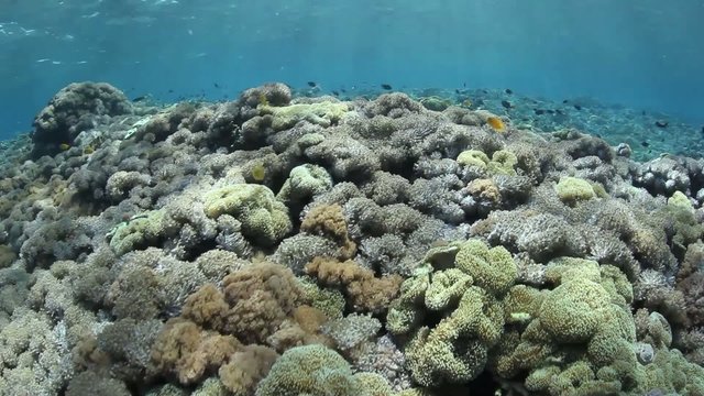 Coral Reef in Tropical Pacific