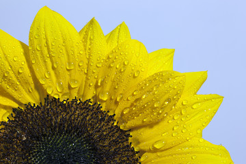 Fototapeta premium Girasole con goccioline