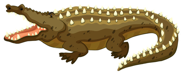 Crocodile