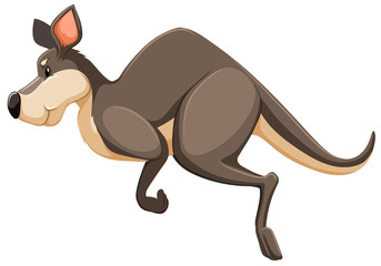 Kangaroo