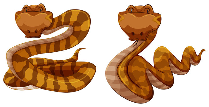 Snakes
