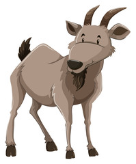 A goat
