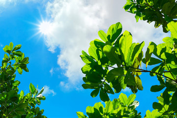 looking up to Leaf with blue sky and sun beam light