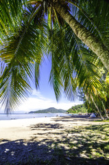Green coconut leaves and beautiful beach, 