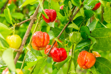 acerola
