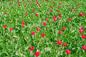 Stock image of beautiful red flowers in lush green grass