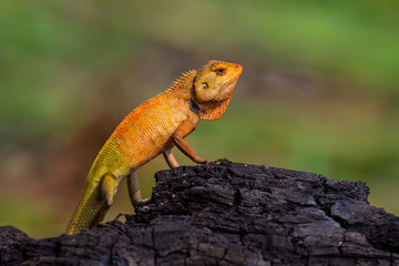 Red chameleon (Calotes versicolor)