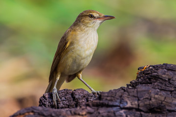 Close up of Oriental Reed Warbler