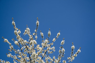 White cherry blossom