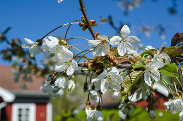 Cherry blossom garden