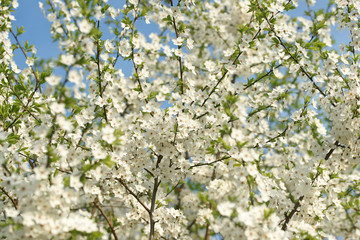 Цветущая вишня