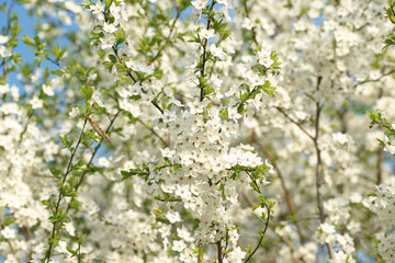 Цветущая вишня