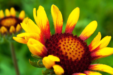 Gaillardia flower