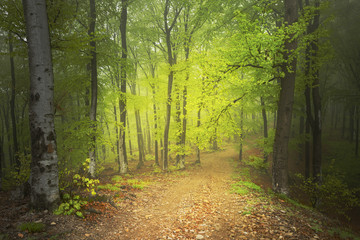Obraz premium Spring into a foggy forest