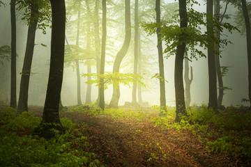 Path into foggy forest