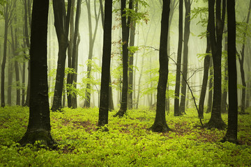 Green forest in mist 