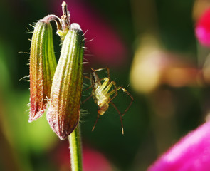 Spider on a green young  leaf