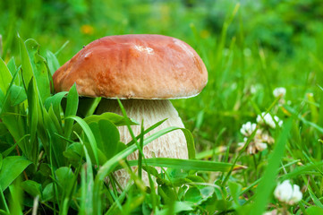 Boletus edulis