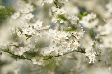Цветущая вишня