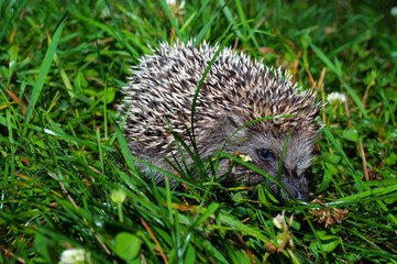 Little Hedgehog in the green grass