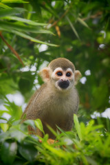 Squirrel Monkey