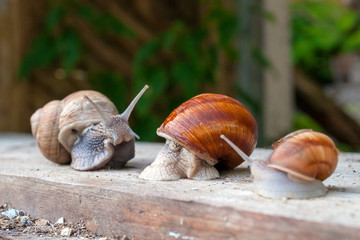 snail