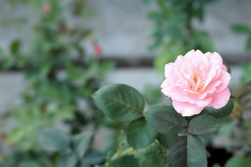 Vintage roses beauty with the nature