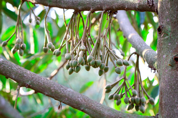 The papaya tree.
