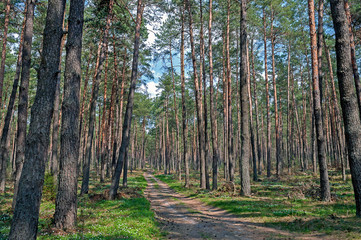 Obraz premium Forest trail