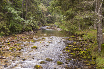 Rapid mountain brook in Koscieliska Valley