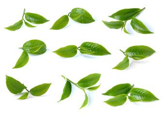 green tea isolated on white background
