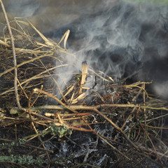 Grass In Fire