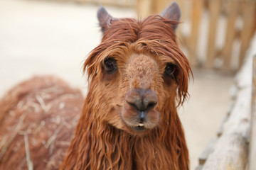red Lama with stylish haircut