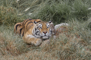 Fototapeta na wymiar tiger resting